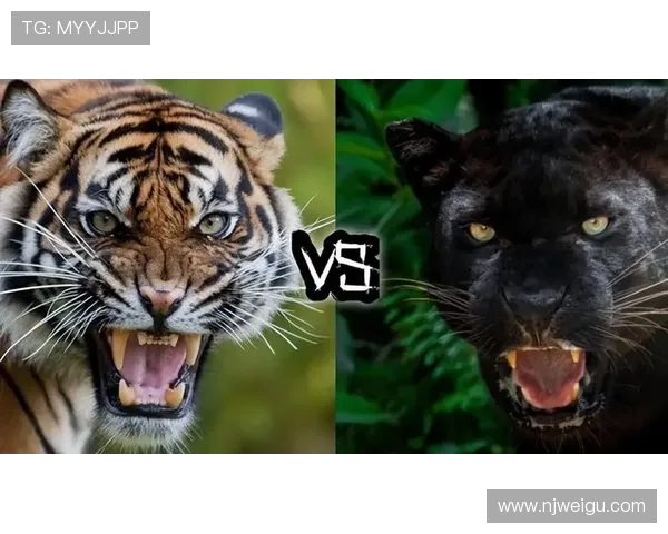 那不勤与阿尔克的精彩对决谁能笑到最后分析与推荐